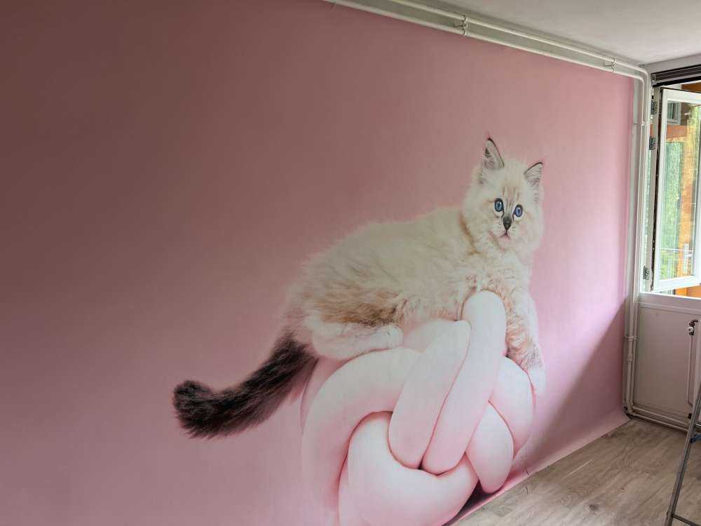 Witte poes op roze achtergrond