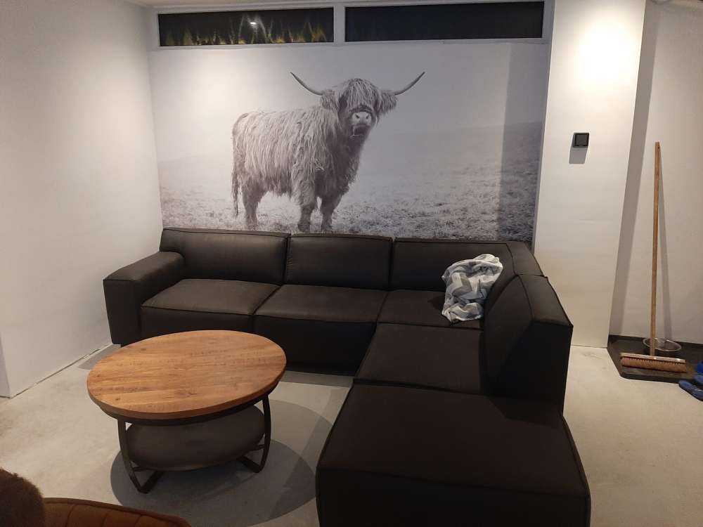 Schotse hooglander in het gras