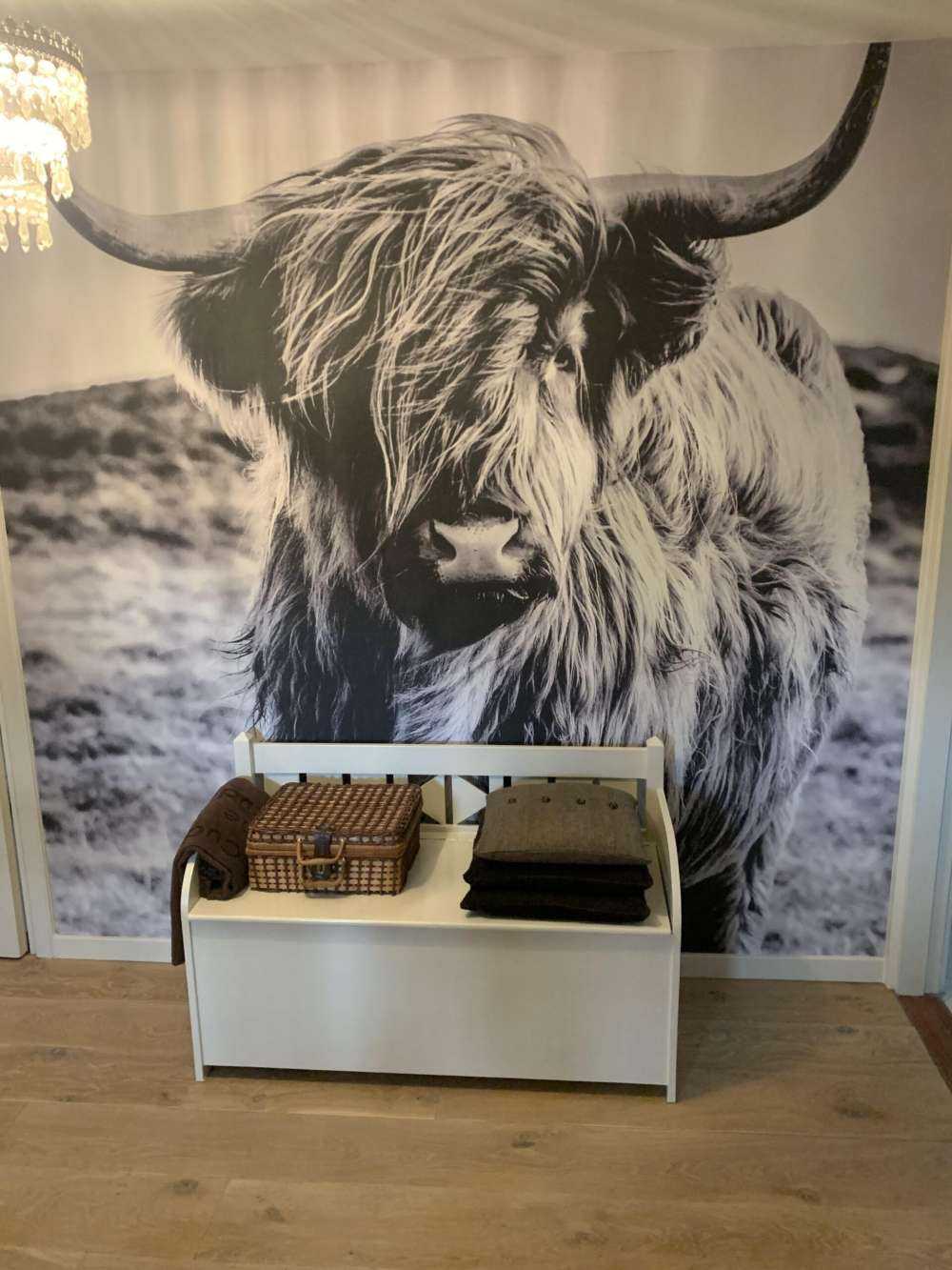 Schotse hooglander in zwart-wit