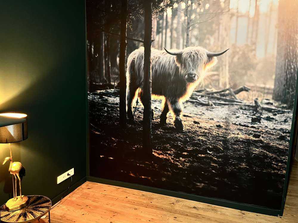 Witte Schotse hooglander