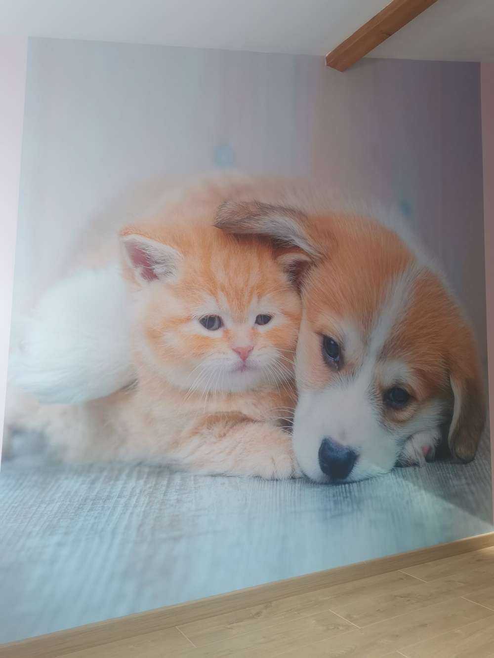 Poezen behang. Foto van een poesje en puppy.