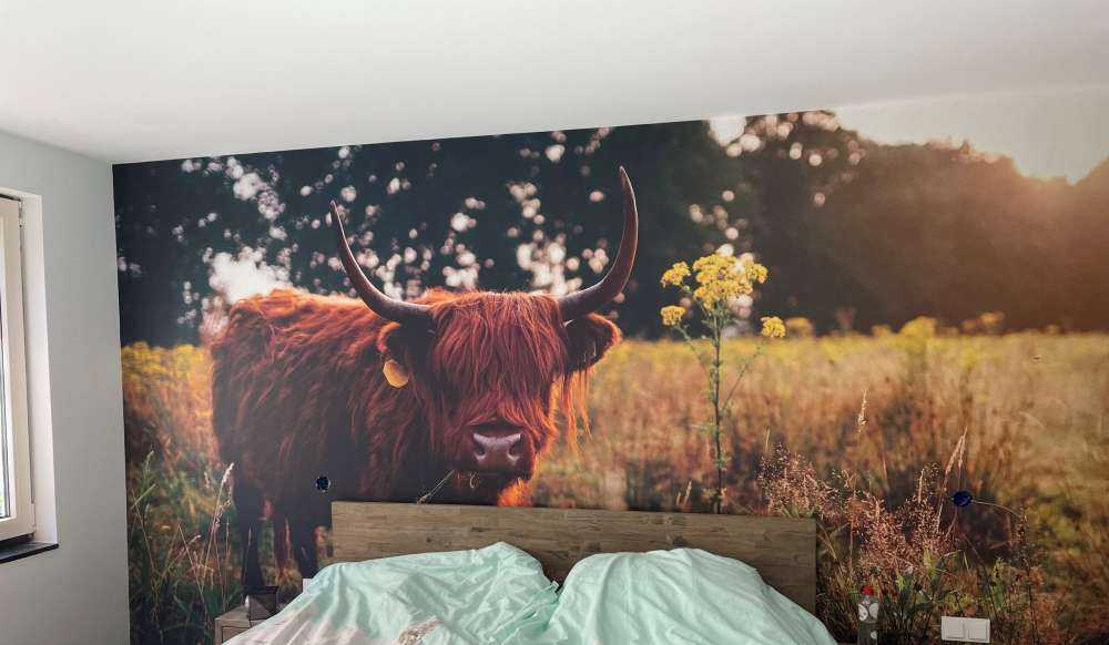 Schotse hooglander in het hoge gras