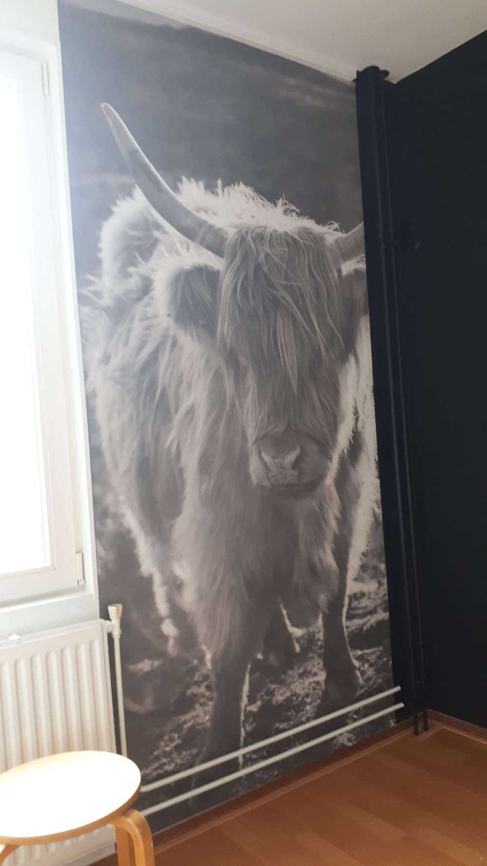 Schotse hooglander in de zon