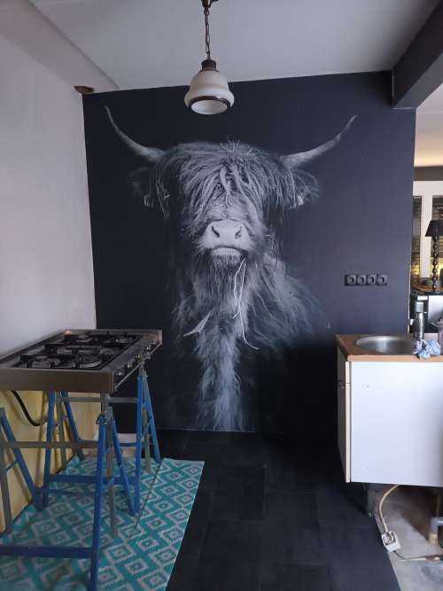 Portret Schotse hooglander