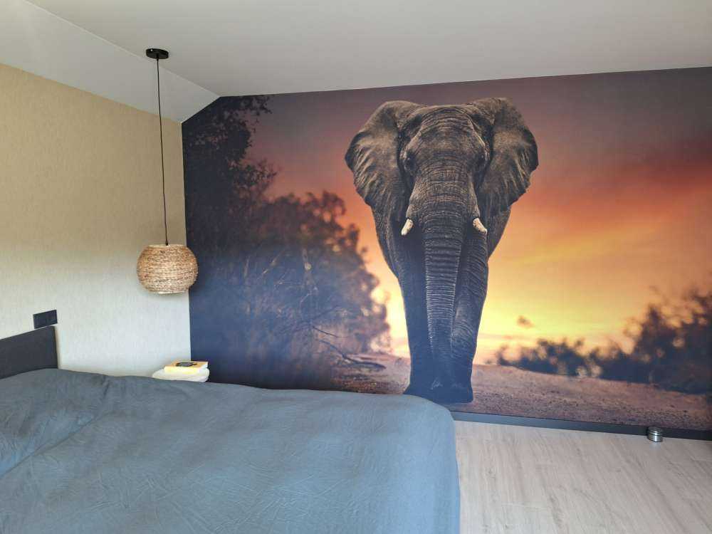 Olifant in de zonsondergang