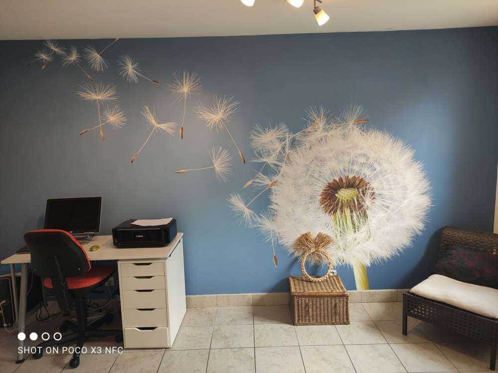 Paardenbloem op blauwe achtergrond