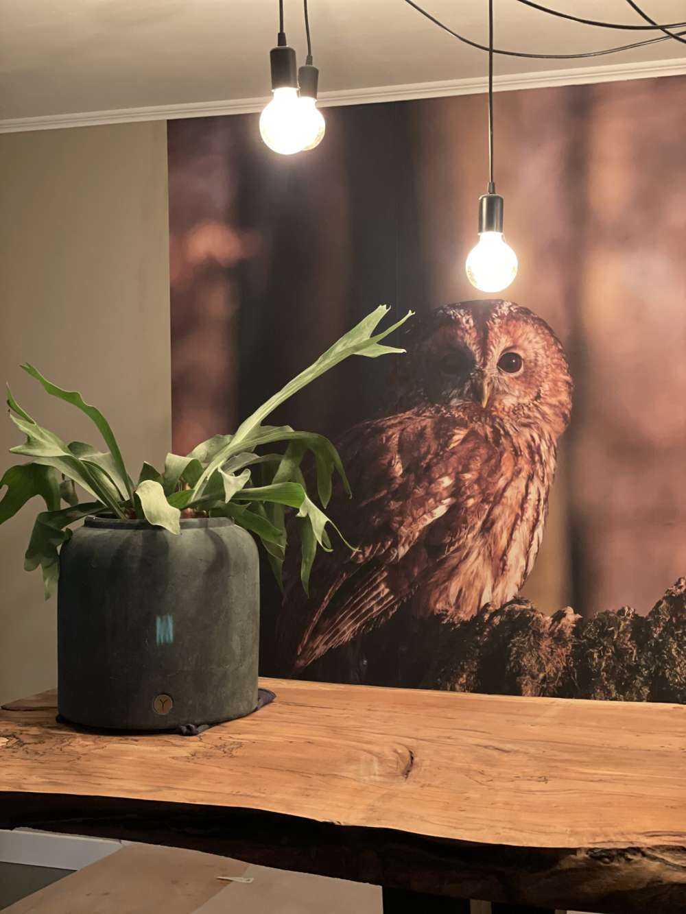 Uiltje op een afgebroken boom