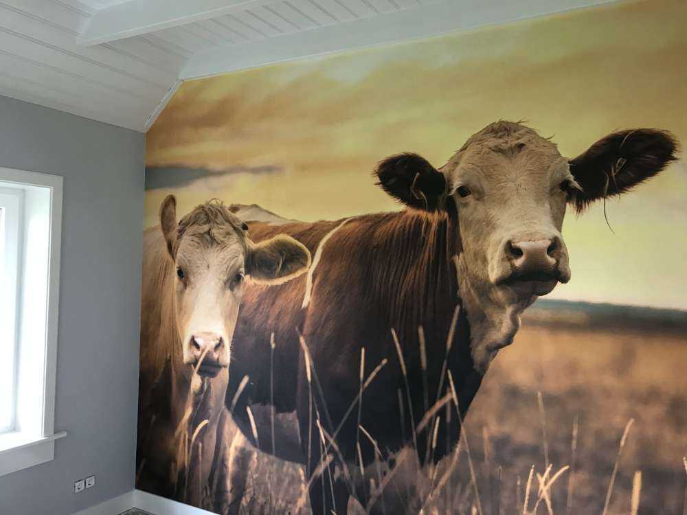 Koeien in de avondzon