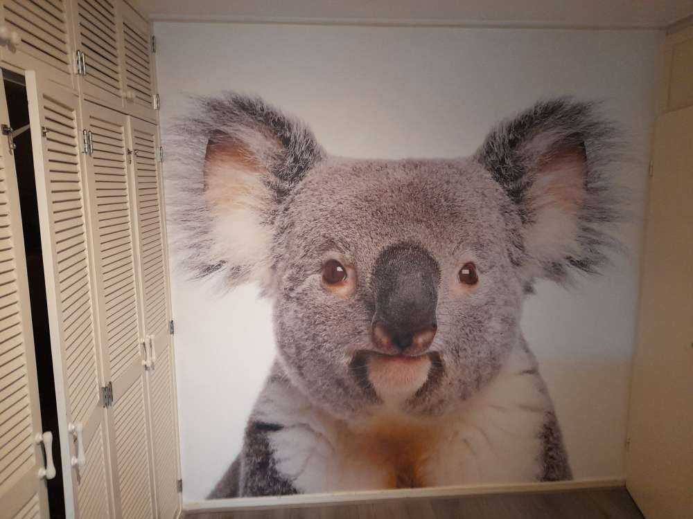 Foto van een koala