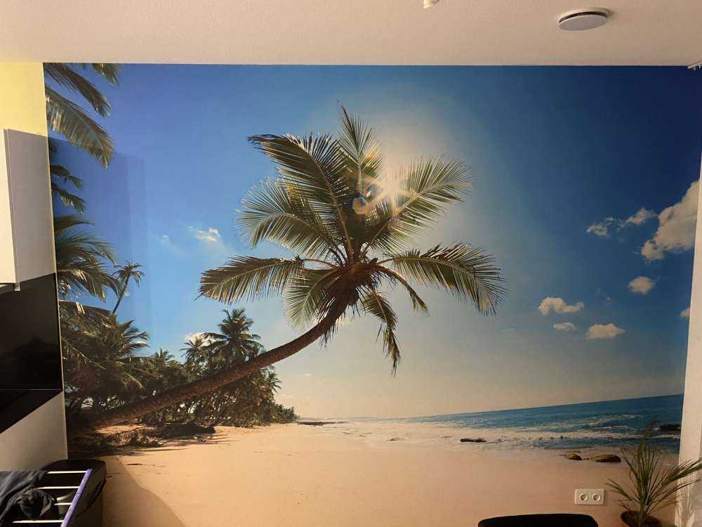 Grote palmboom