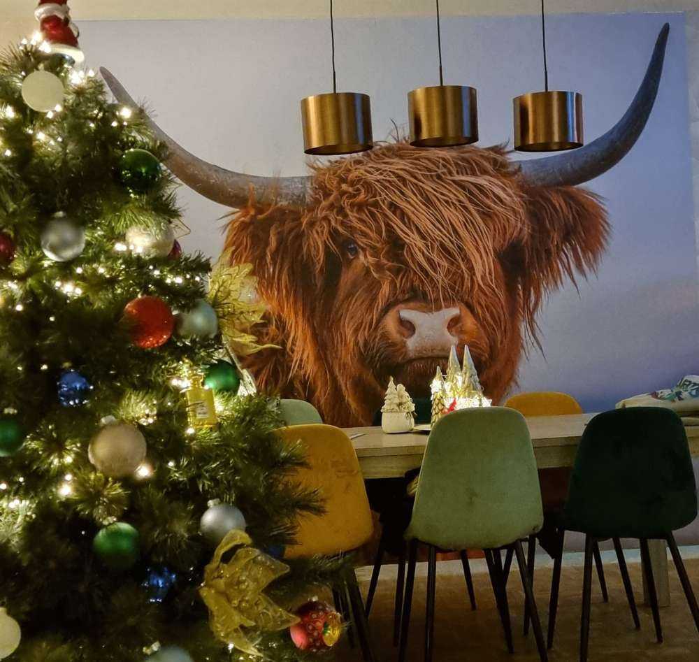 Starende Schotse hooglander