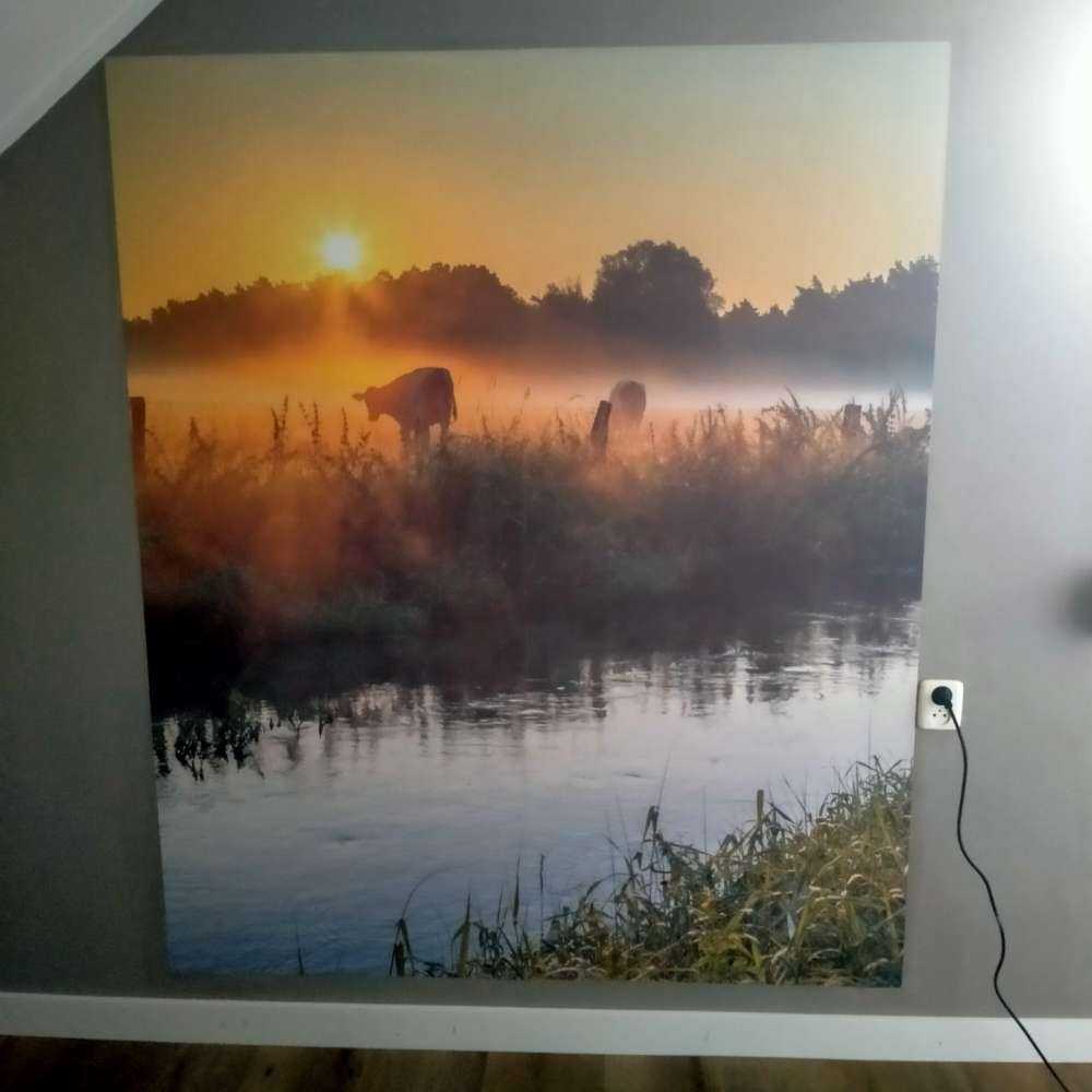 Koeien in het weiland