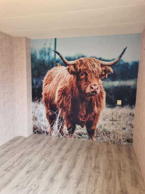 Schotse hooglander in het bos