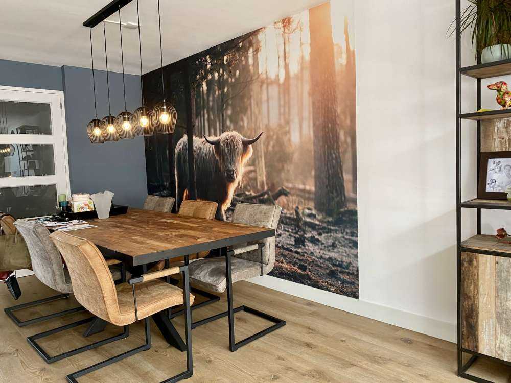 Witte Schotse hooglander