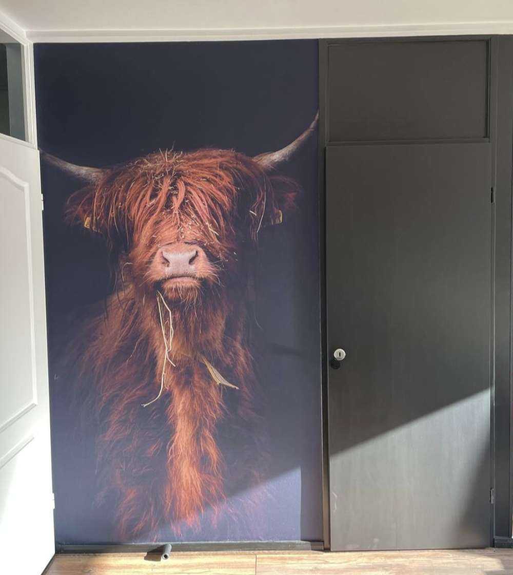 Portret Schotse hooglander