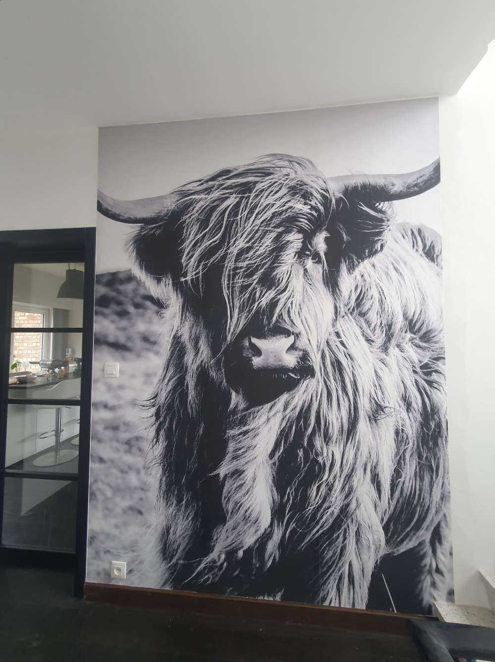 Schotse hooglander in zwart-wit
