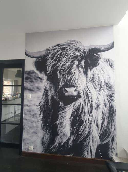 Schotse hooglander in zwart-wit
