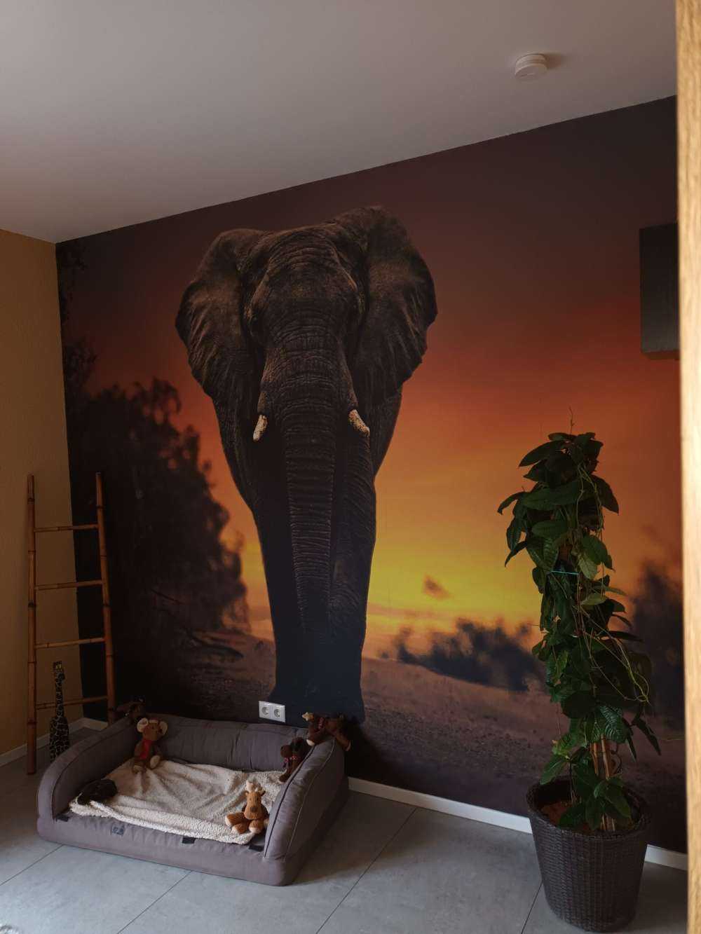 Olifant in de zonsondergang