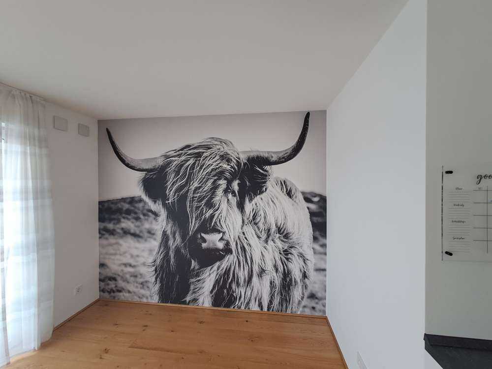 Schotse hooglander in zwart-wit