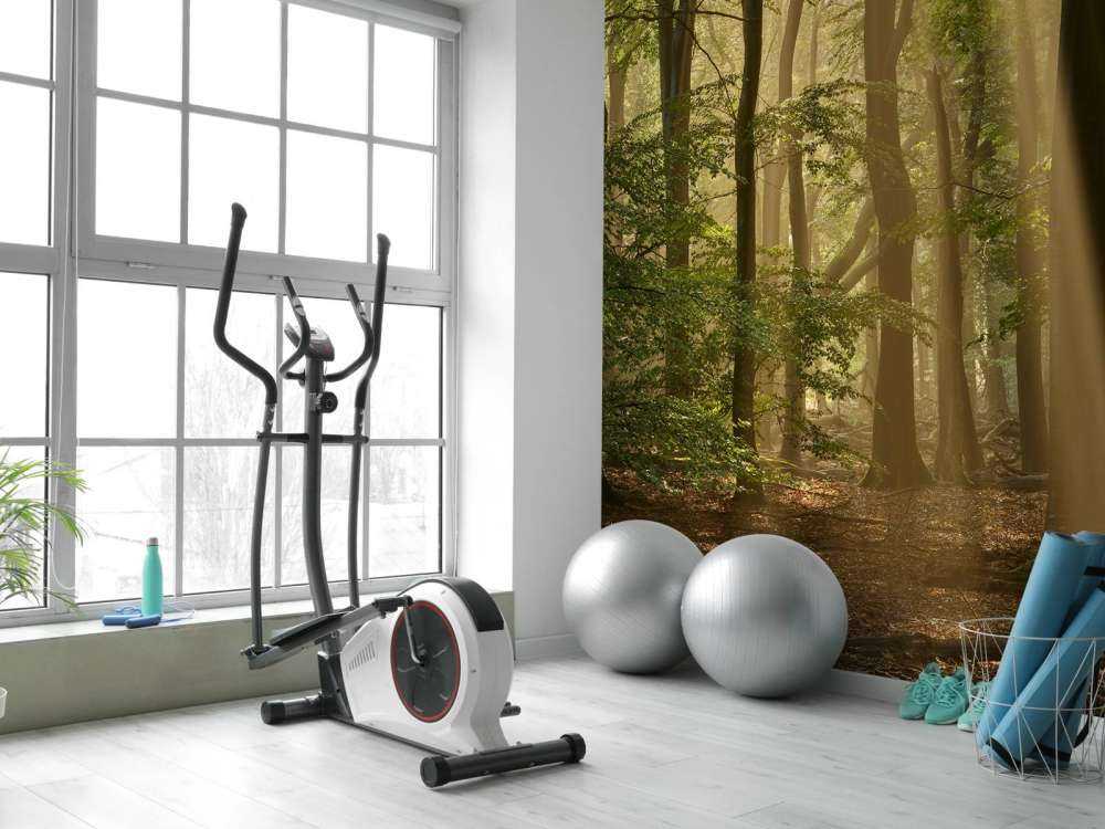 Oud bos met zonneharpen