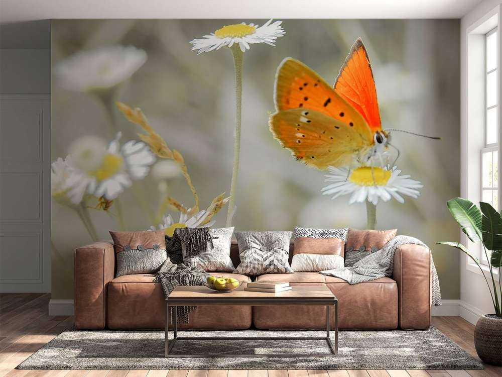 Madeliefjes en oranje vlinder