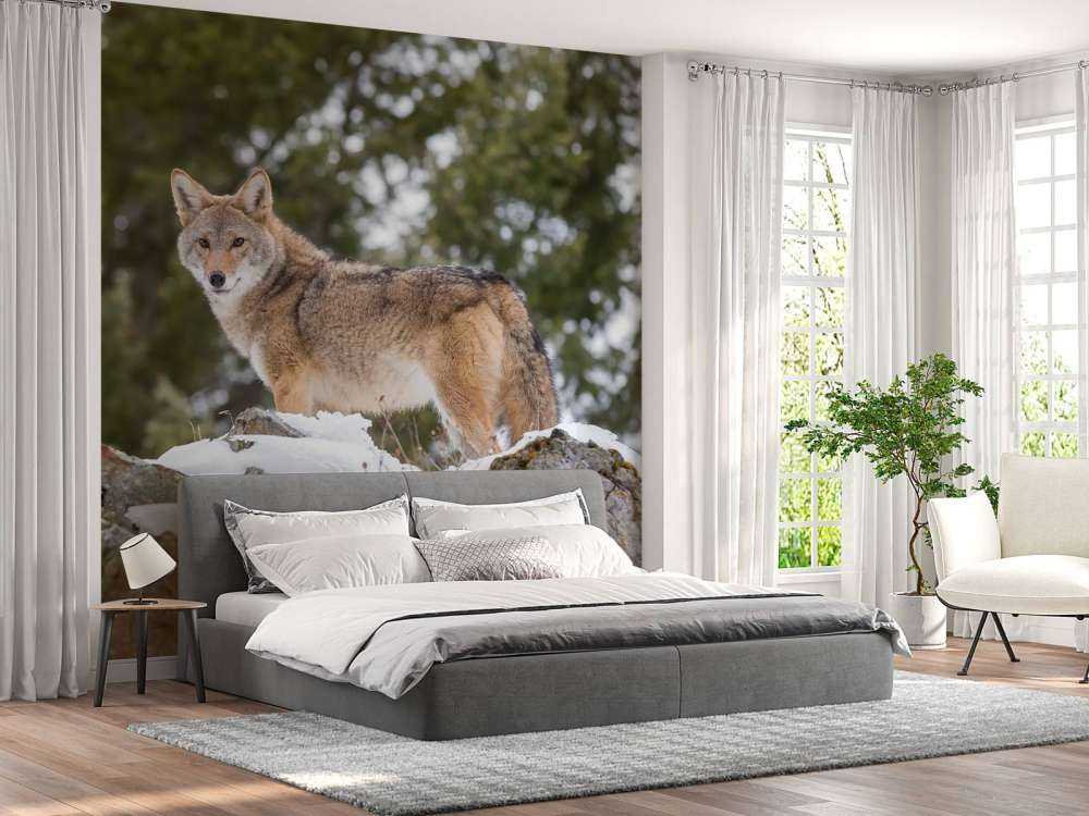 Een coyote in de winter