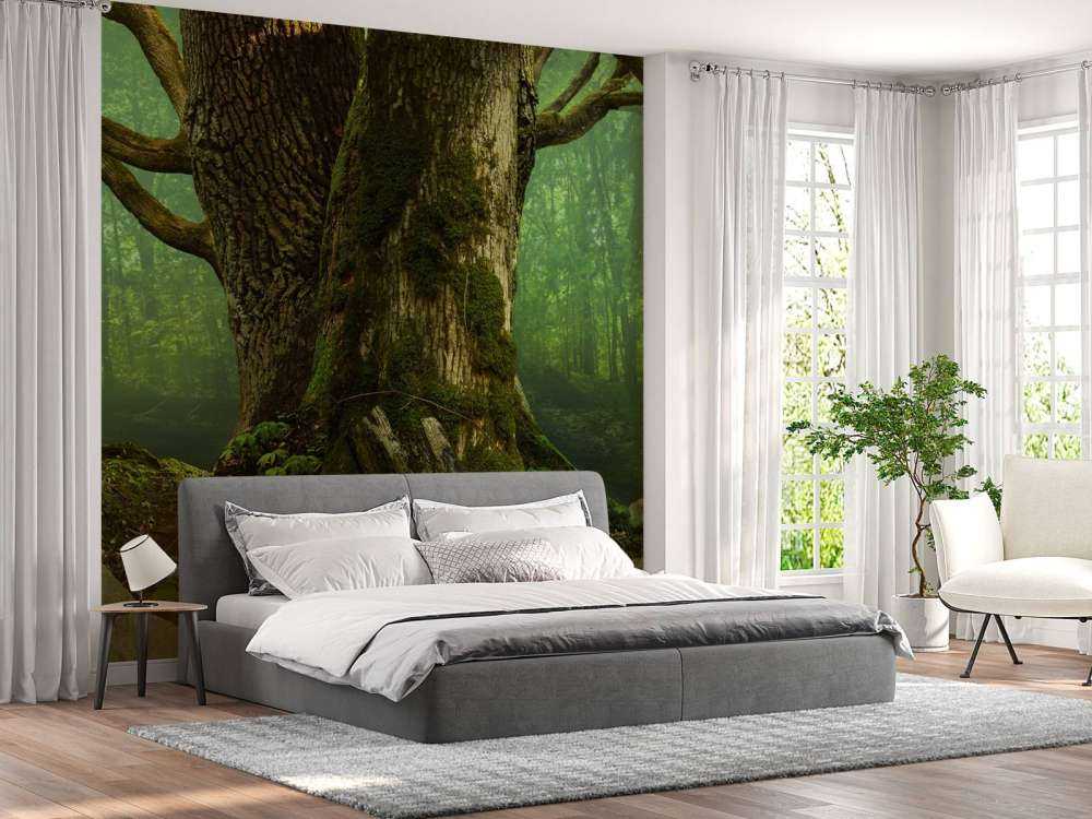 Oude Boom met Rotsen