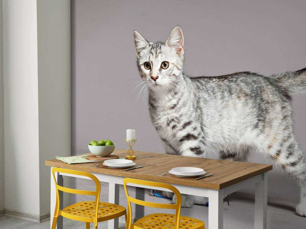 Schattig lichtkleurig katje