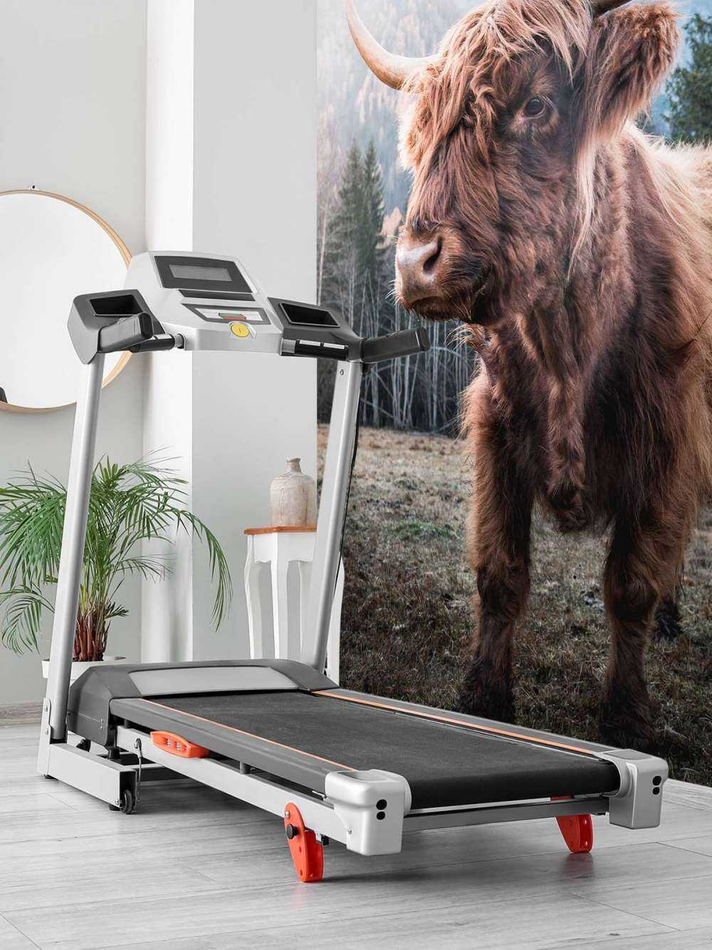 Schotse Hooglander in de ochtend