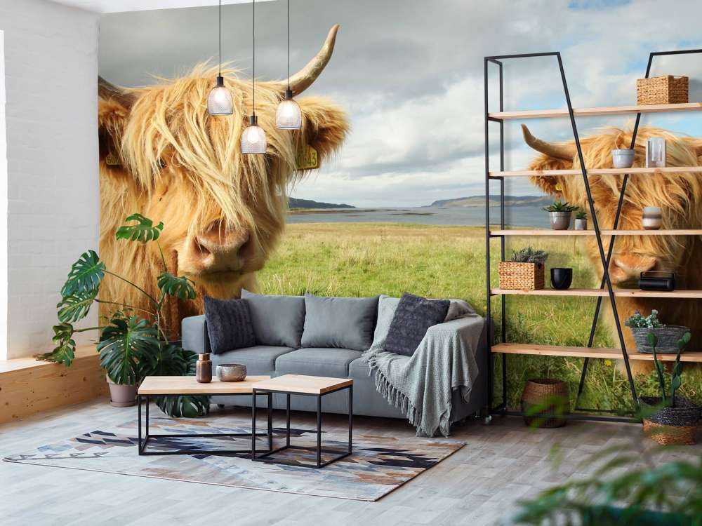 2 Schotse Hooglanders