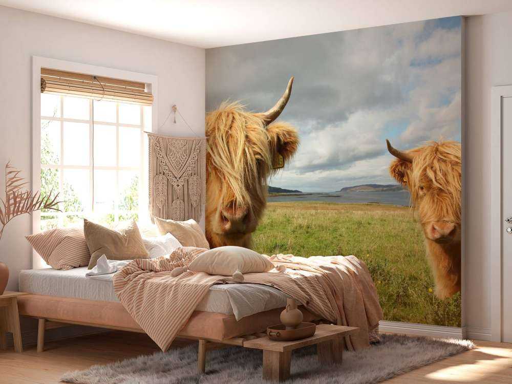 2 Schotse Hooglanders