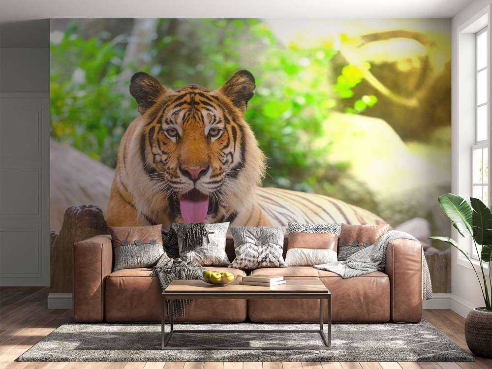 Siberische Tijger steekt tong uit