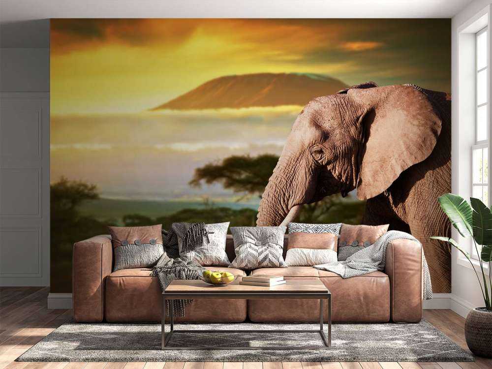 Olifant in een savanne landschap bij zonsondergang