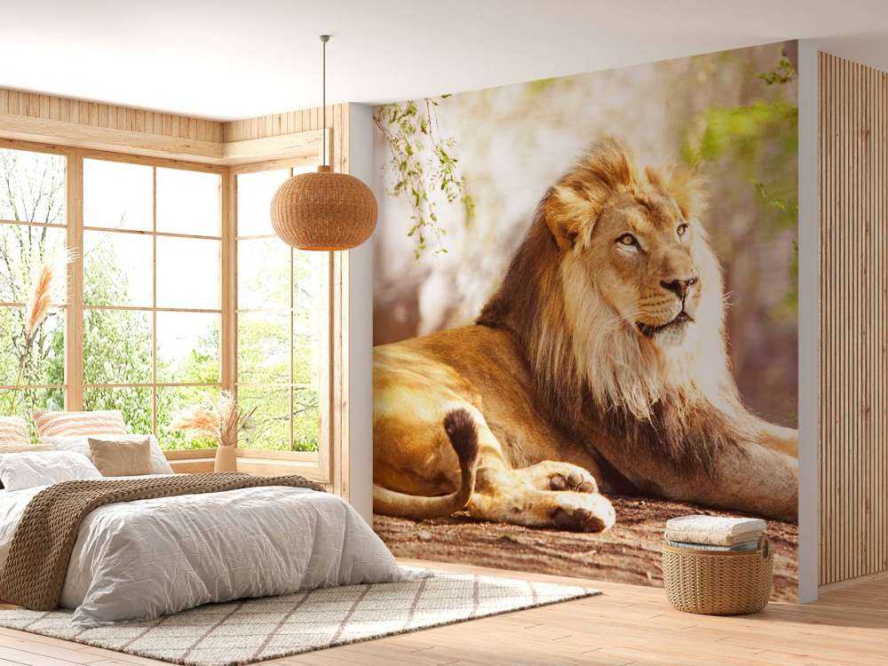 Prachtige Afrikaanse leeuw in de zon