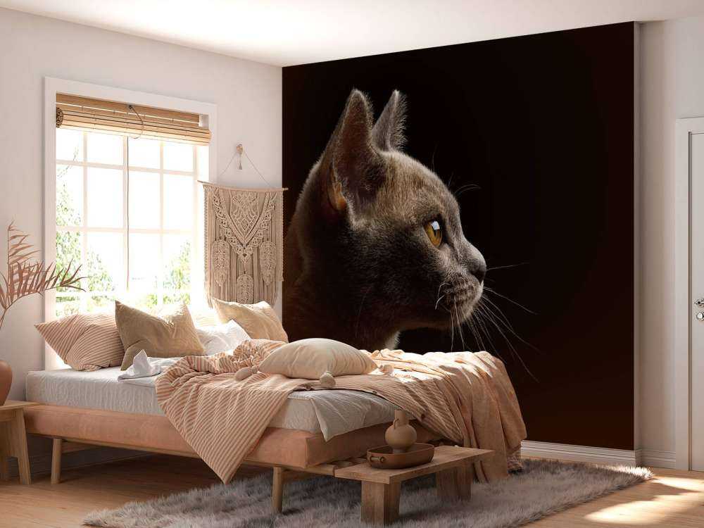 Schattig katje met een zwarte achtergrond