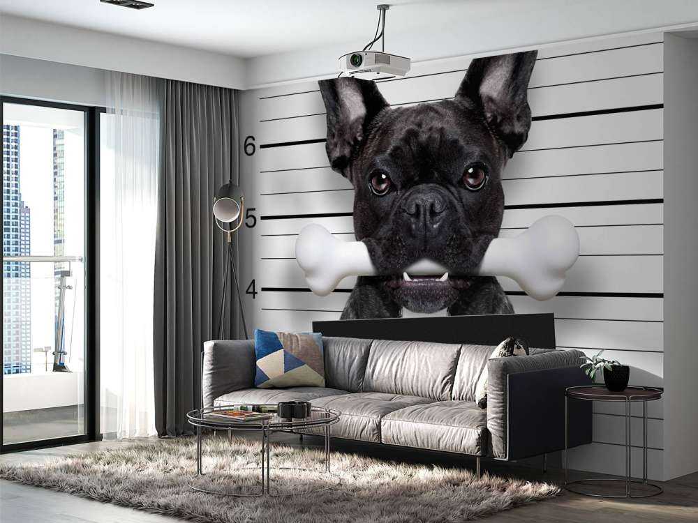 Franse Bulldog in de gevangenis