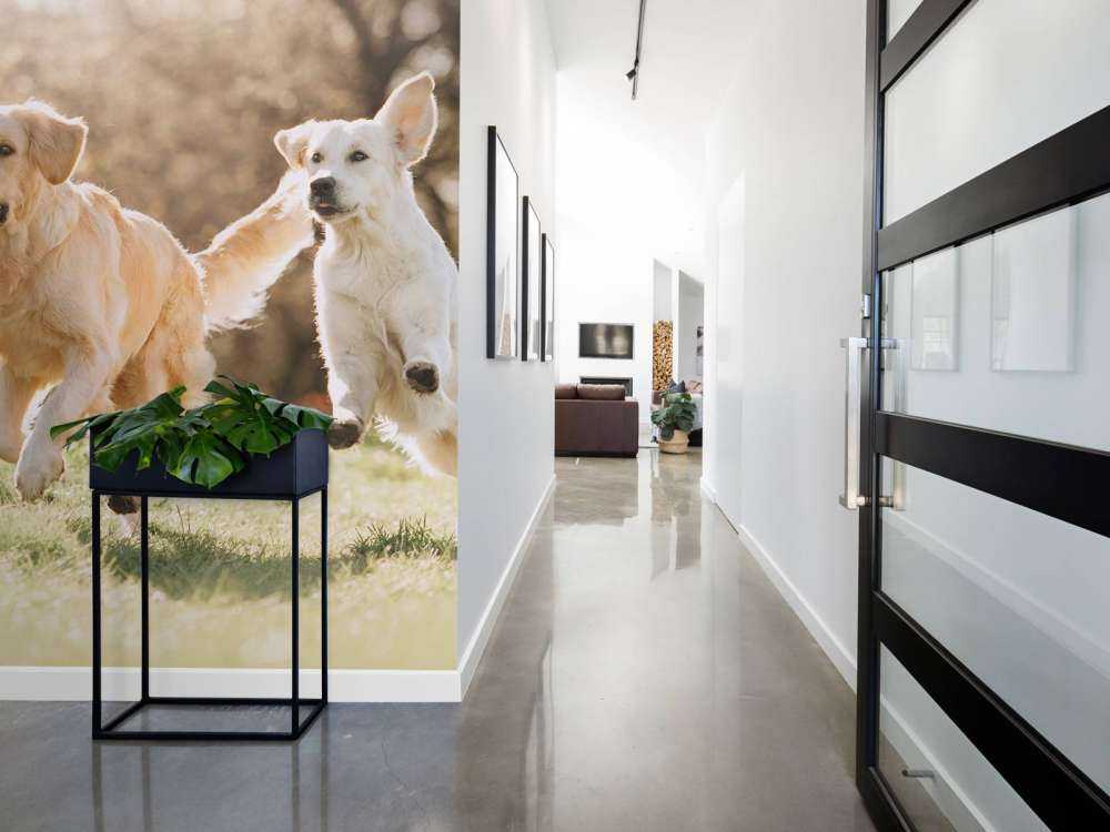 Honden in een parkje