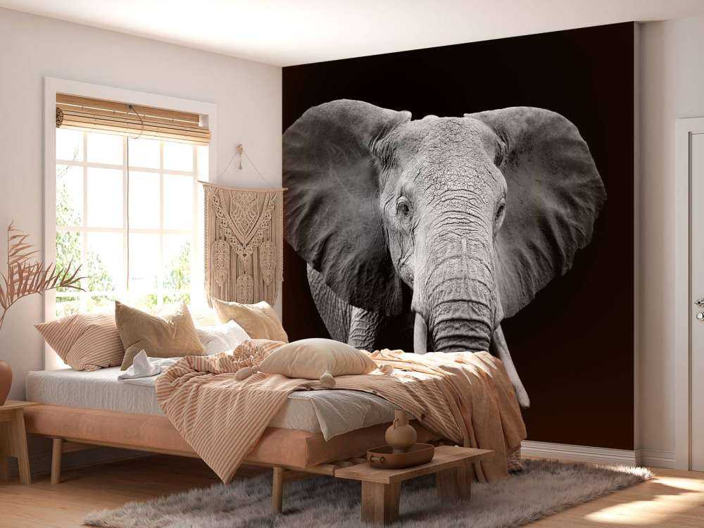 Olifant met een zwarte achtergrond