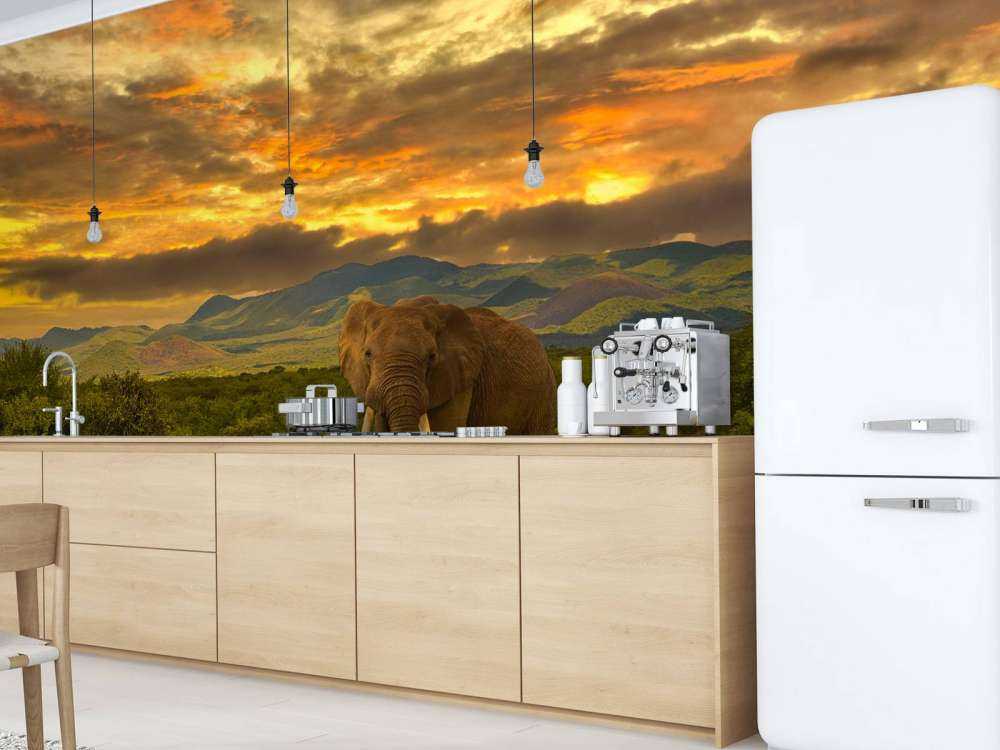 Olifant in Kenia bij zonsondergang