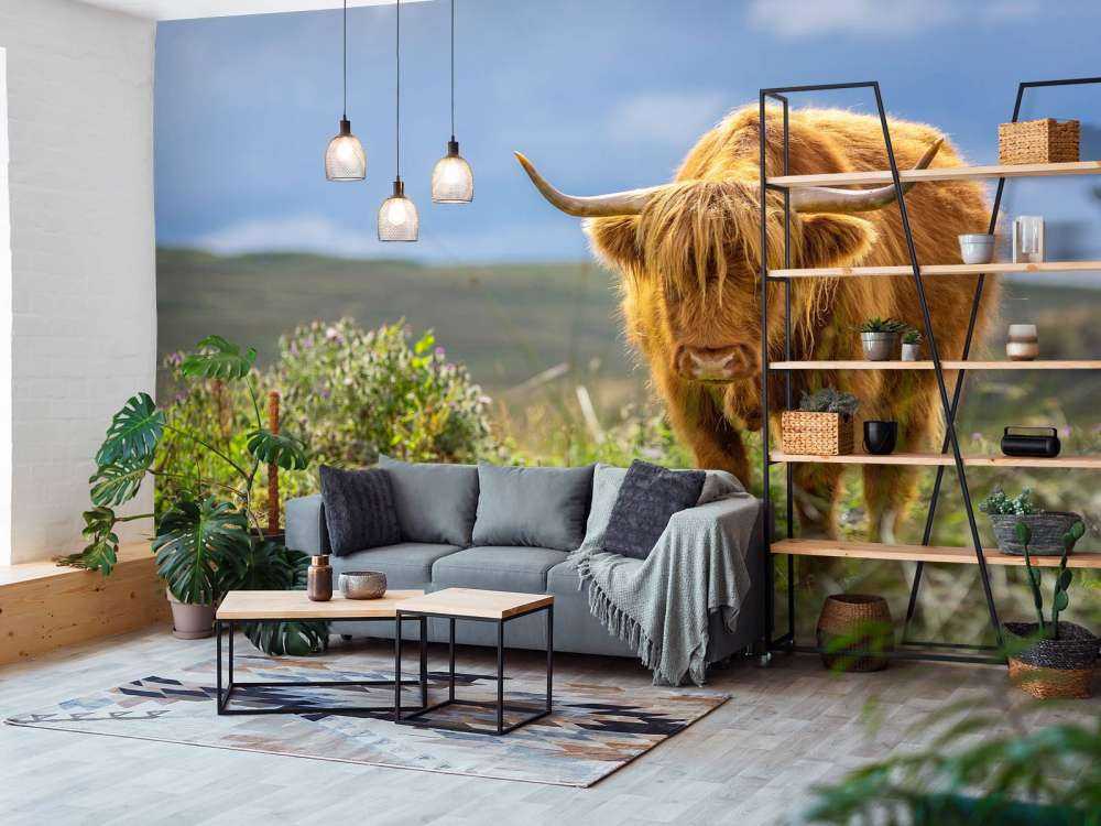 Hooglander in de weide