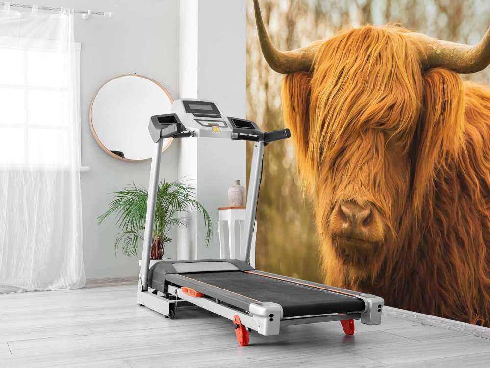 Schotse Hooglander bij zonsopkomst