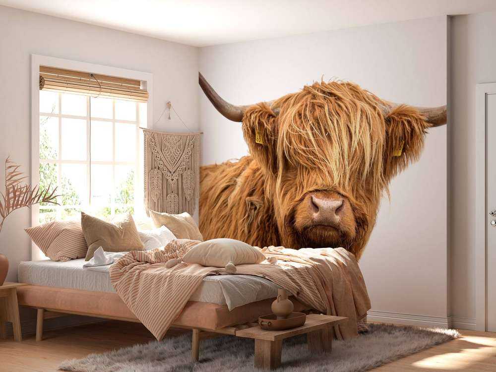 Schotse Hooglander met een witte achtergrond