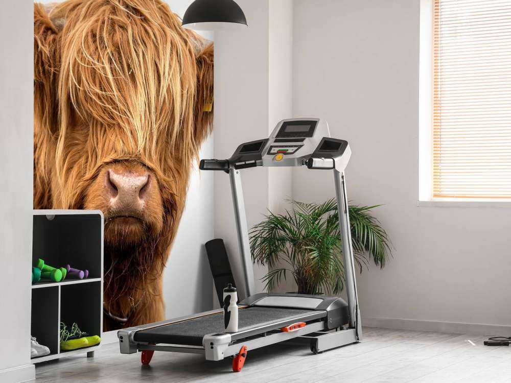 Schotse Hooglander met een witte achtergrond