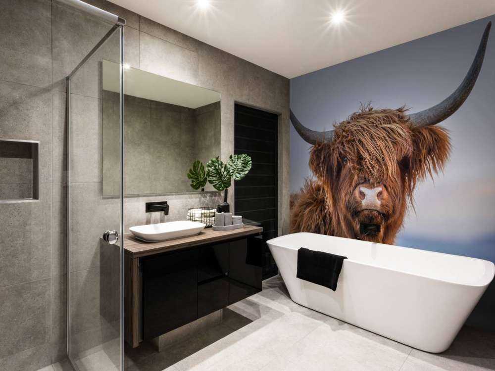 Starende Schotse hooglander