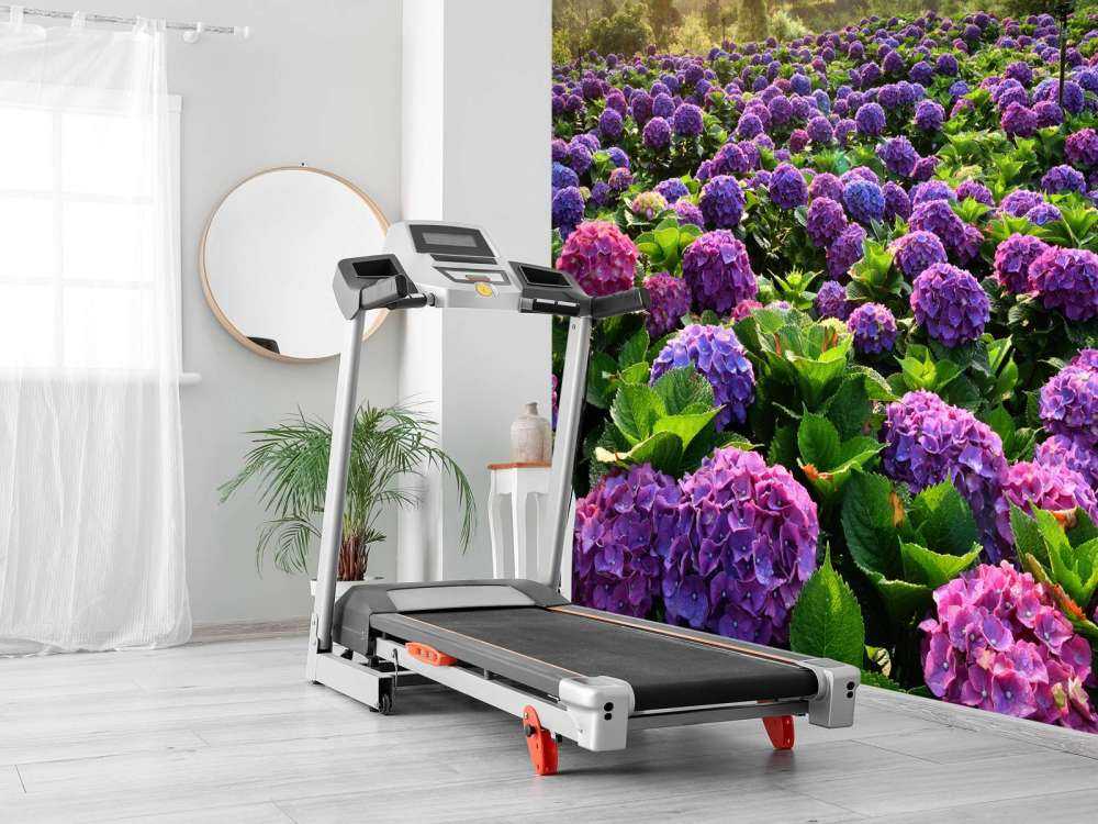 Hortensia's in een veld