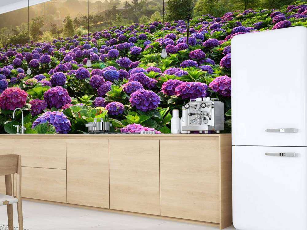 Hortensia's in een veld