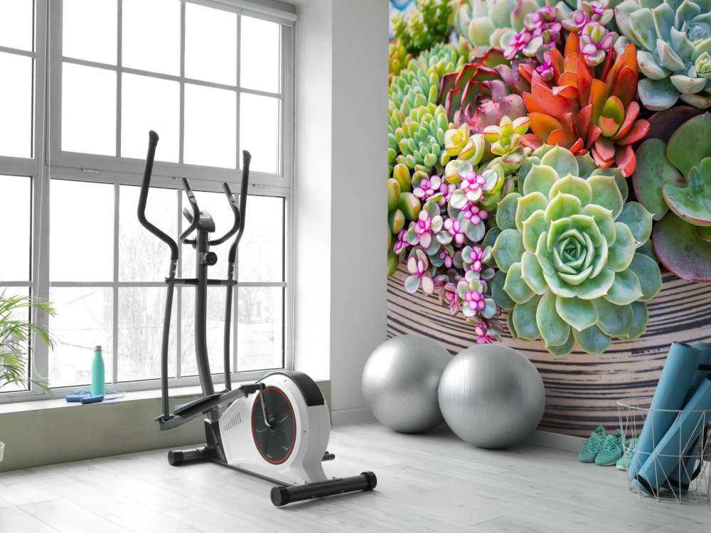 Verschillende vetplanten