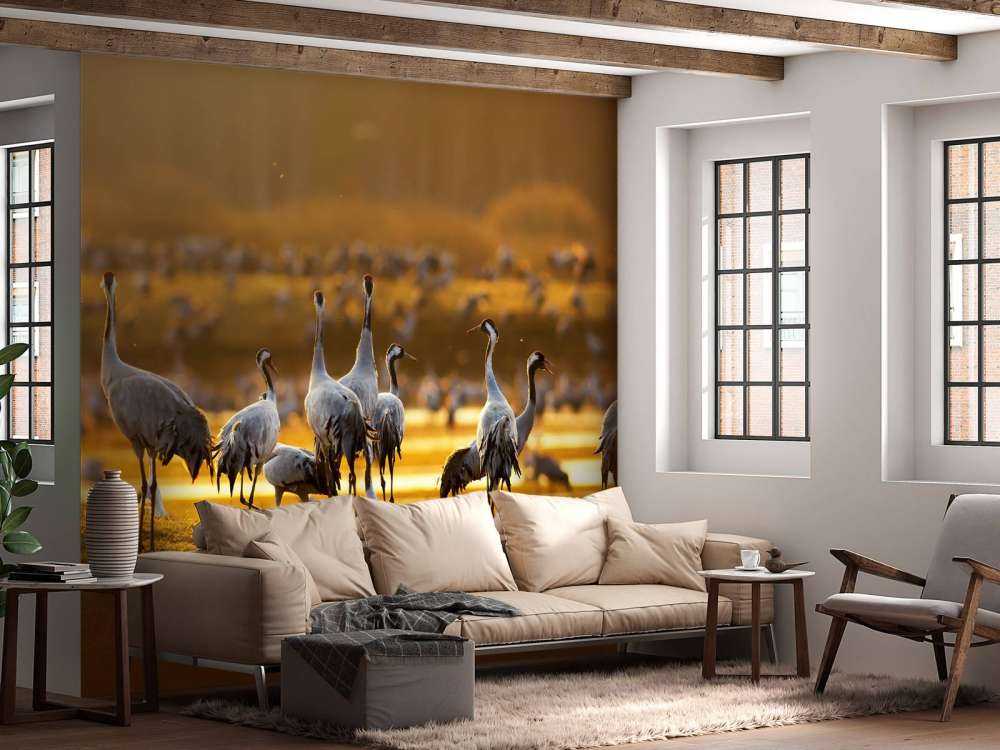 Kraanvogels in de ochtend