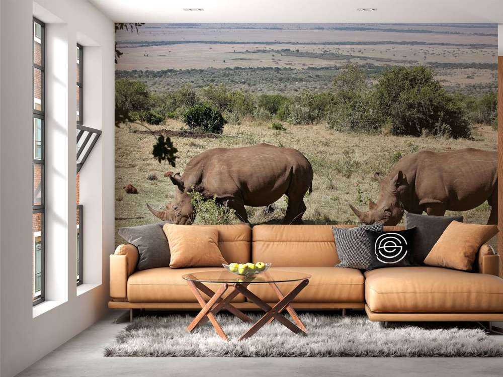 Grazende witte neushoorns