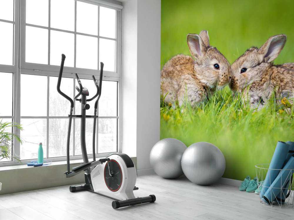 Twee baby haasjes in het gras